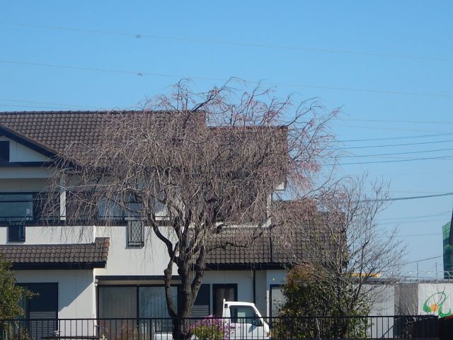 イメージ 4