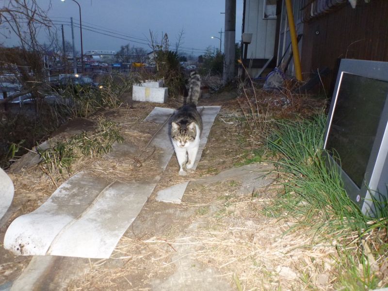 イメージ 5
