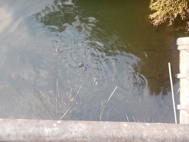 イメージ 7