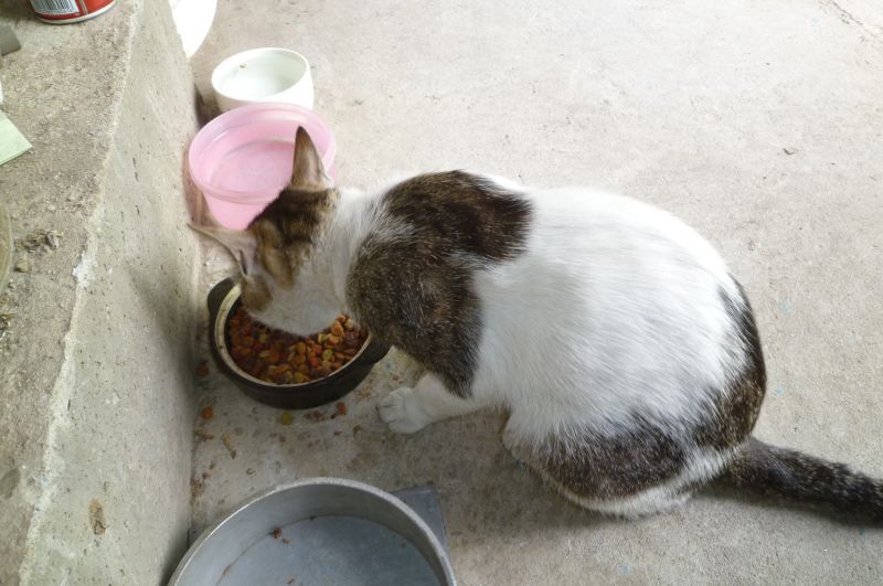 イメージ 5