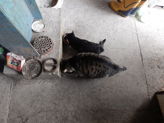 イメージ 4