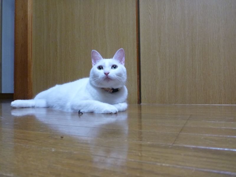 イメージ 1