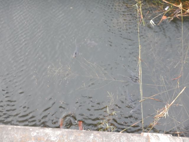 イメージ 5
