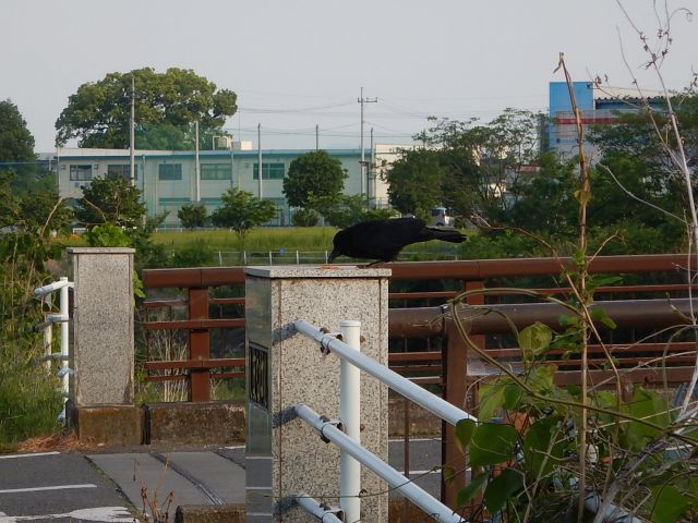 イメージ 7