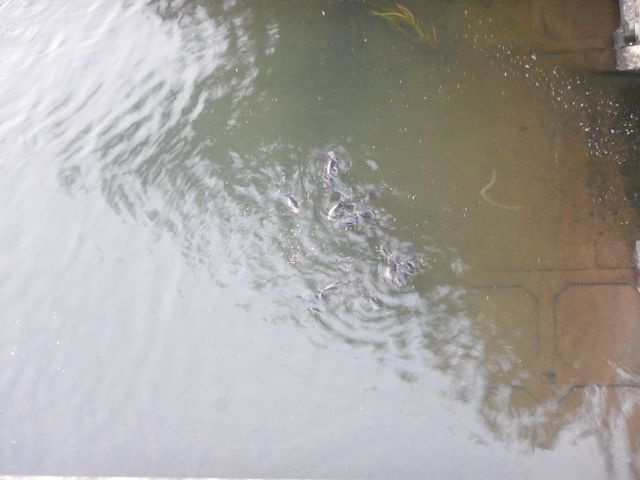 f:id:handpanshoman:20191002194845j:plain f:id:handpanshoman:20191002194845j:plain