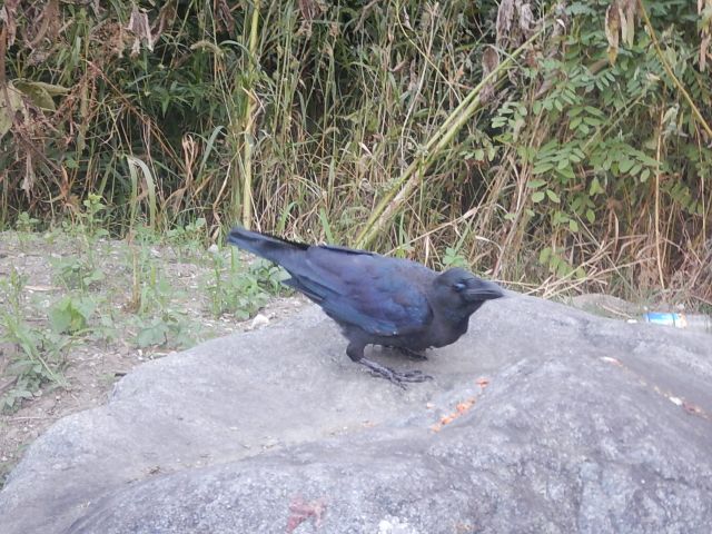 f:id:handpanshoman:20191002194932j:plain f:id:handpanshoman:20191002194932j:plain