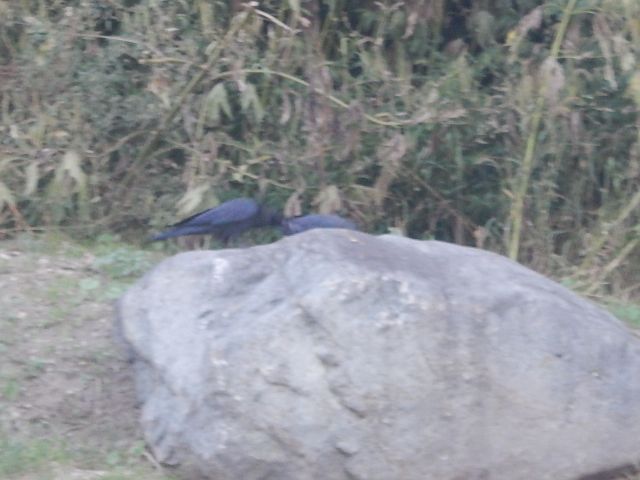 f:id:handpanshoman:20191002195012j:plain f:id:handpanshoman:20191002195012j:plain