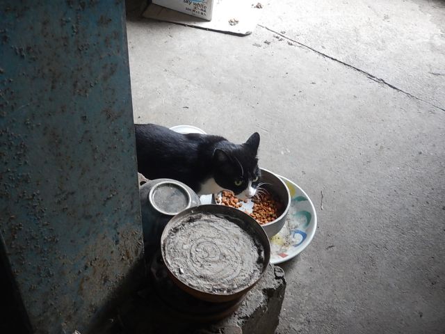 f:id:handpanshoman:20191014173000j:plain