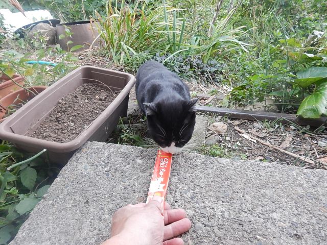 f:id:handpanshoman:20191015193911j:plain