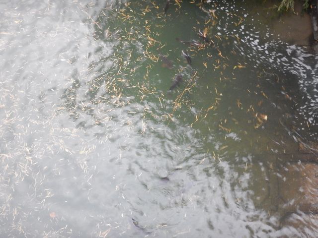 f:id:handpanshoman:20191015193945j:plain