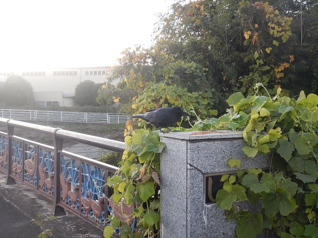 f:id:handpanshoman:20191115191224j:plain