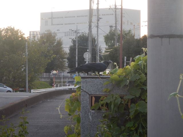 f:id:handpanshoman:20191115191300j:plain