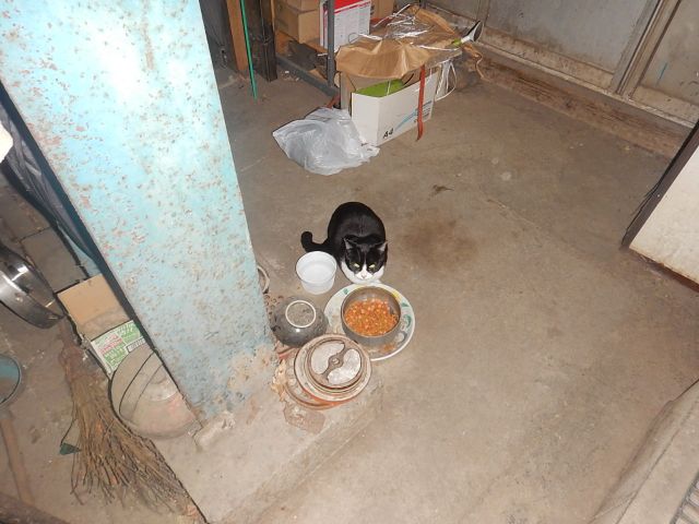 f:id:handpanshoman:20200206205232j:plain