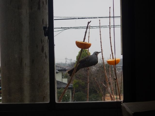 f:id:handpanshoman:20200216211116j:plain