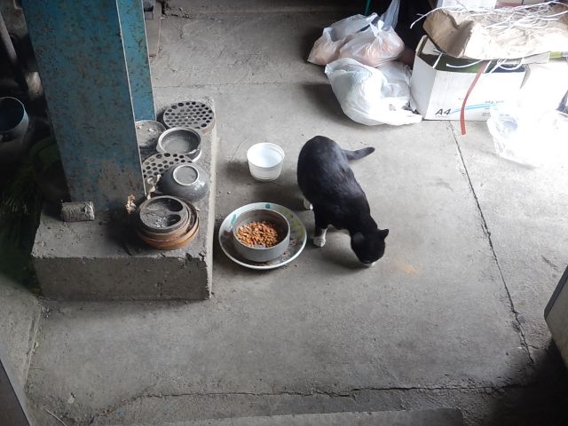 f:id:handpanshoman:20200225223441j:plain
