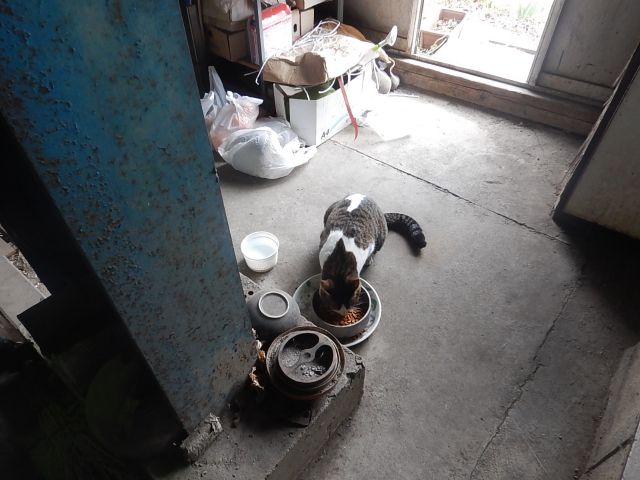 f:id:handpanshoman:20200225223551j:plain