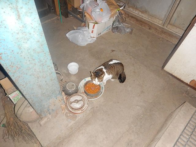 f:id:handpanshoman:20200228194724j:plain