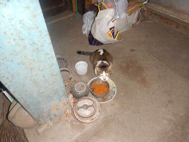 f:id:handpanshoman:20200303194646j:plain