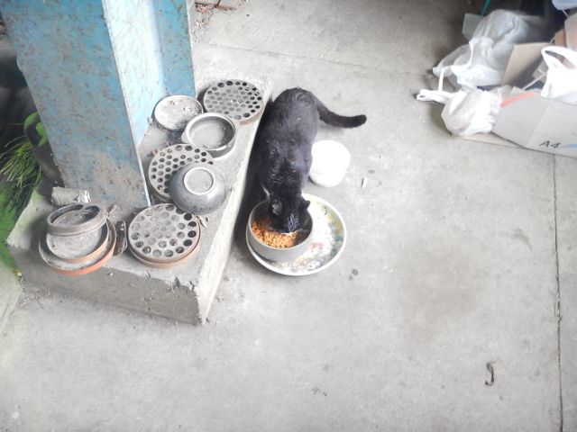 f:id:handpanshoman:20200314203046j:plain f:id:handpanshoman:20200314203046j:plain