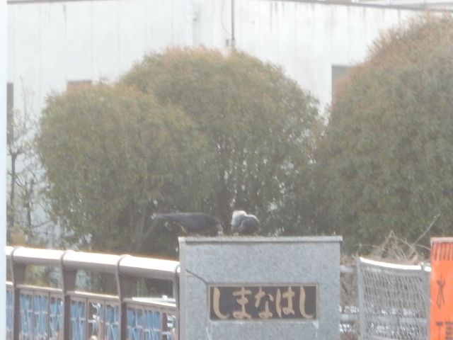 f:id:handpanshoman:20200405182632j:plain