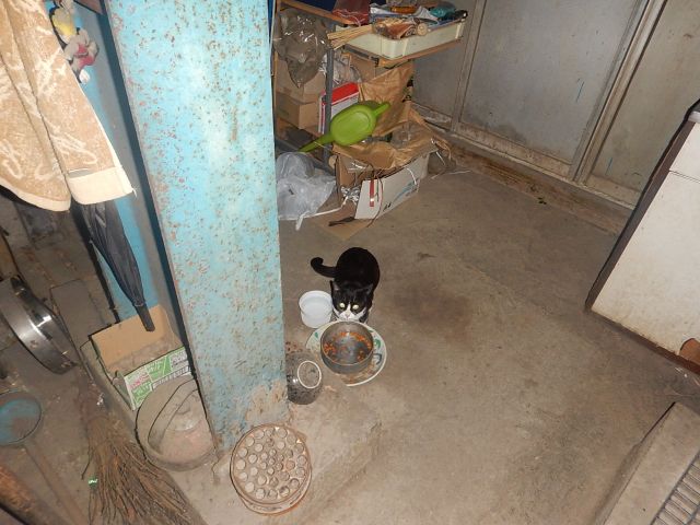 f:id:handpanshoman:20200409191436j:plain