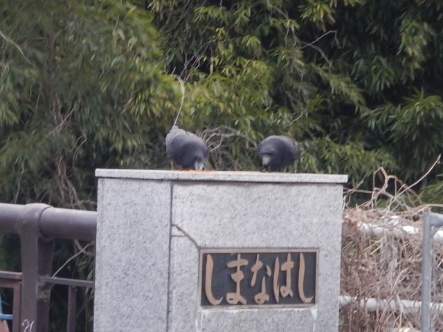 f:id:handpanshoman:20200409191601j:plain
