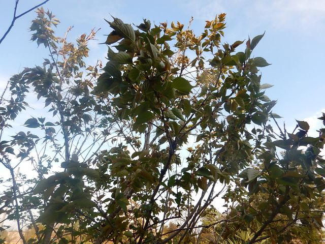 f:id:handpanshoman:20200411184212j:plain