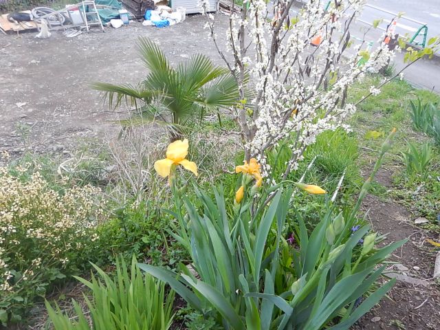 f:id:handpanshoman:20200421191030j:plain