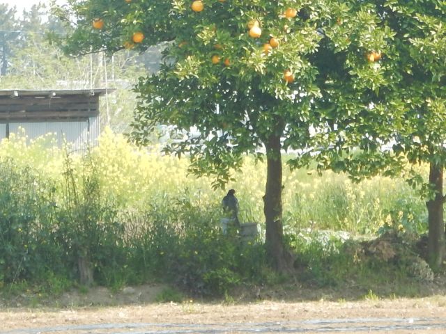 f:id:handpanshoman:20200430185506j:plain f:id:handpanshoman:20200430185506j:plain