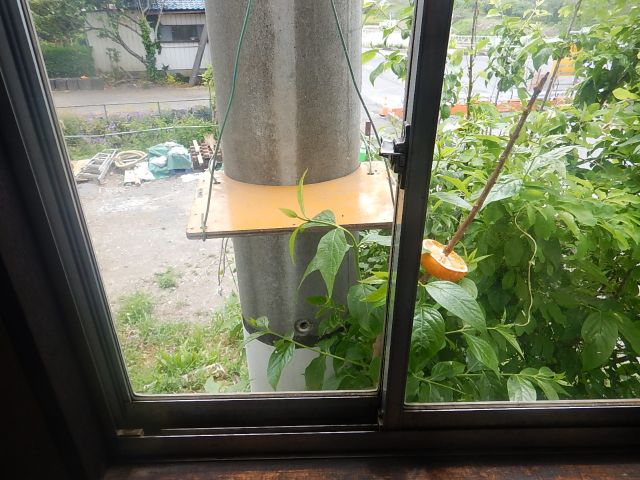 f:id:handpanshoman:20200504195255j:plain