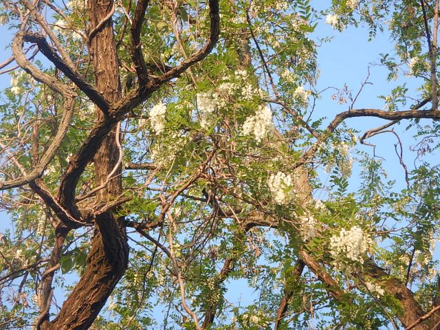 f:id:handpanshoman:20200504195620j:plain