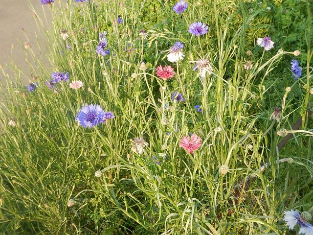 f:id:handpanshoman:20200504195705j:plain