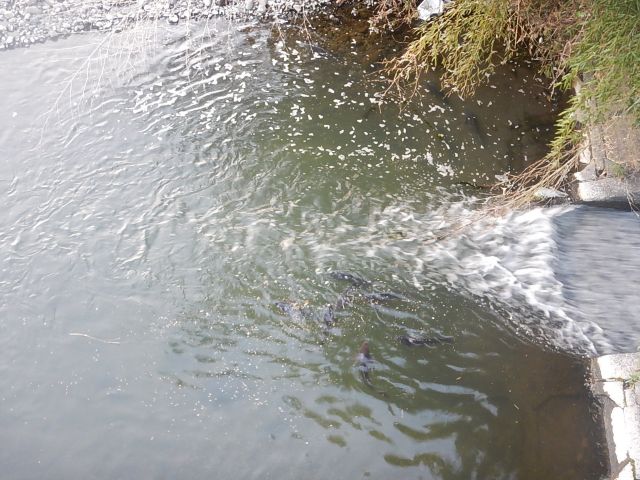 f:id:handpanshoman:20200504195948j:plain