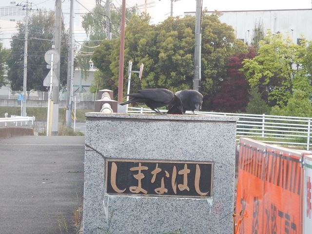 f:id:handpanshoman:20200504200048j:plain