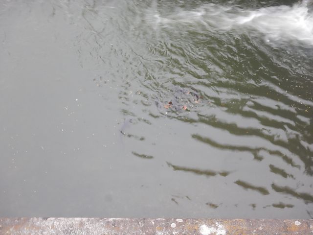 f:id:handpanshoman:20200520200033j:plain