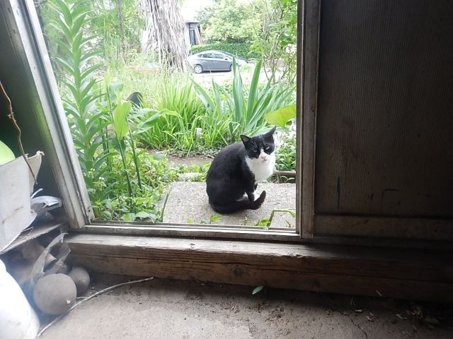 f:id:handpanshoman:20200523190958j:plain f:id:handpanshoman:20200523190958j:plain