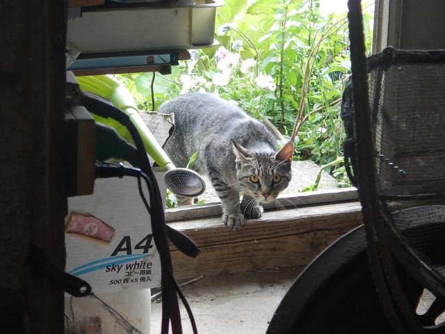 f:id:handpanshoman:20200523191041j:plain f:id:handpanshoman:20200523191041j:plain