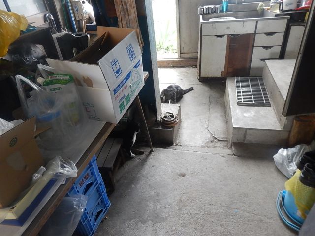 f:id:handpanshoman:20200523191129j:plain f:id:handpanshoman:20200523191129j:plain