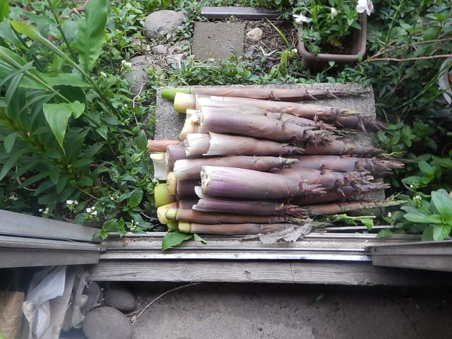 f:id:handpanshoman:20200523191530j:plain f:id:handpanshoman:20200523191530j:plain