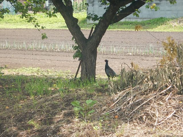 f:id:handpanshoman:20200607192612j:plain