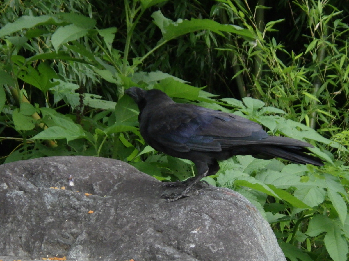 f:id:handpanshoman:20200803202911j:plain