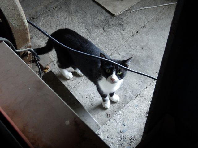 f:id:handpanshoman:20200905184137j:plain