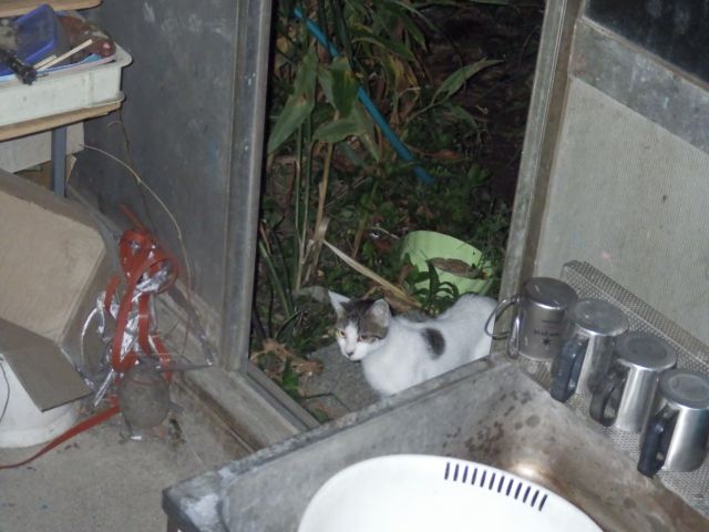 f:id:handpanshoman:20200905184215j:plain