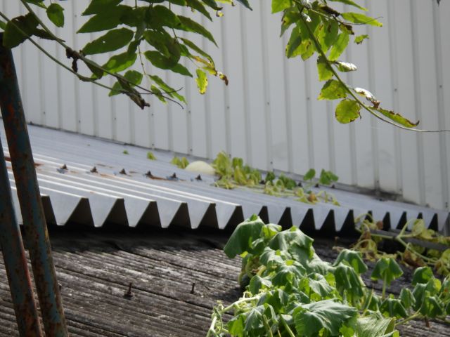 f:id:handpanshoman:20200905184323j:plain