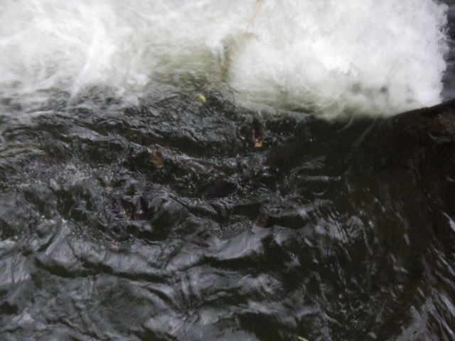 f:id:handpanshoman:20200905184412j:plain