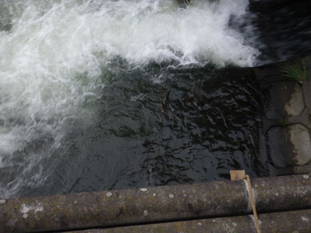 f:id:handpanshoman:20200919185558j:plain f:id:handpanshoman:20200919185558j:plain