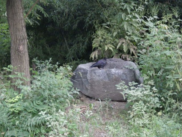 f:id:handpanshoman:20200919185648j:plain f:id:handpanshoman:20200919185648j:plain