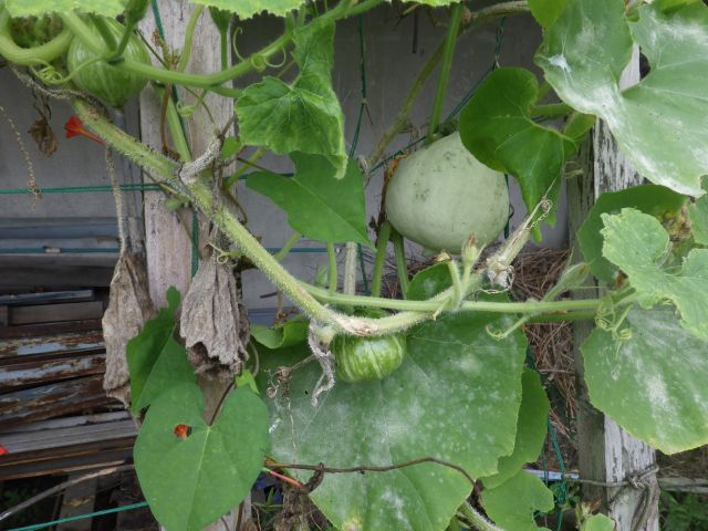 f:id:handpanshoman:20200919185836j:plain f:id:handpanshoman:20200919185836j:plain