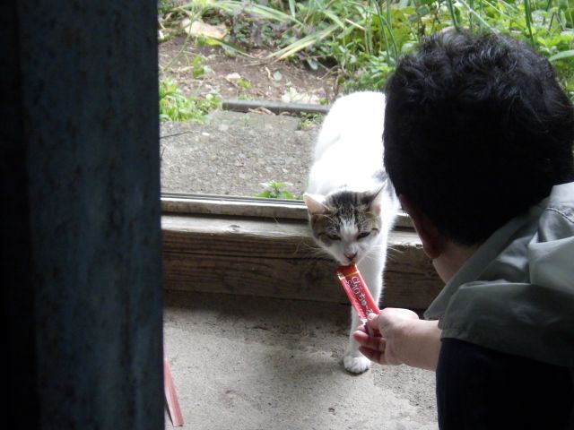 f:id:handpanshoman:20200924191531j:plain f:id:handpanshoman:20200924191531j:plain