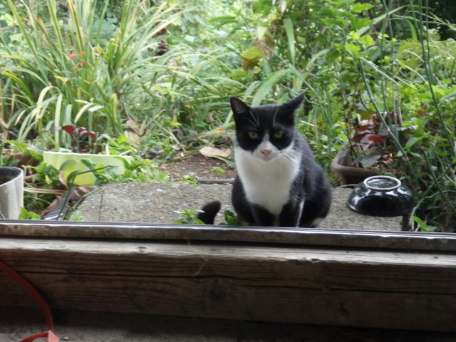 f:id:handpanshoman:20200924191555j:plain f:id:handpanshoman:20200924191555j:plain